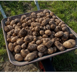 Pommes de terre Agila (ferme) +/- 1 kg