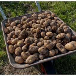 Pommes de terre Agria (farineuse) +/- 1 kg