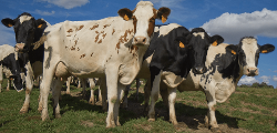 Ferme Des Cotaies — producteur local en province de Liège