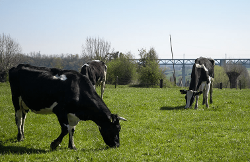Ferme Neubempt — producteur local en province de Liège