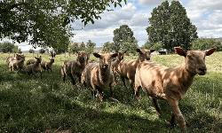 Ferme Schalenbourg Filles — producteur local en province de Liège