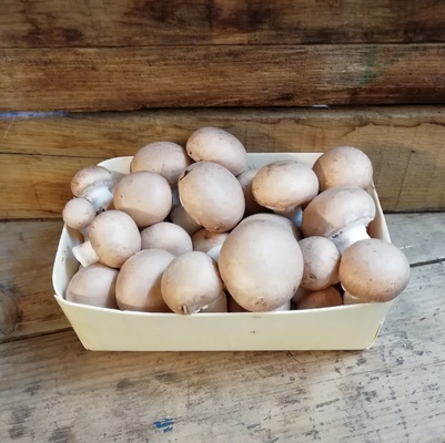 Champignon brun